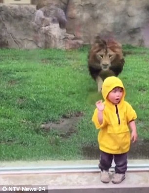 2 éves gyerekre rontott rá az oroszlán az állatkertben –videó