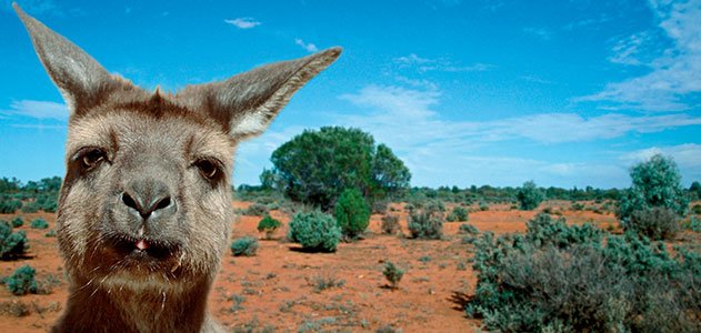 Felrobbant a nő mellimplantátuma, amikor rátámadt egy kenguru