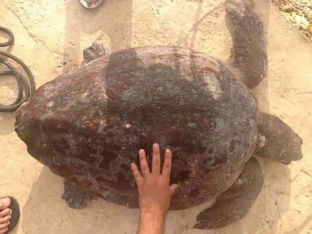Szelfi miatt brutálisan elbántak egy teknőssel a strandolók - videó