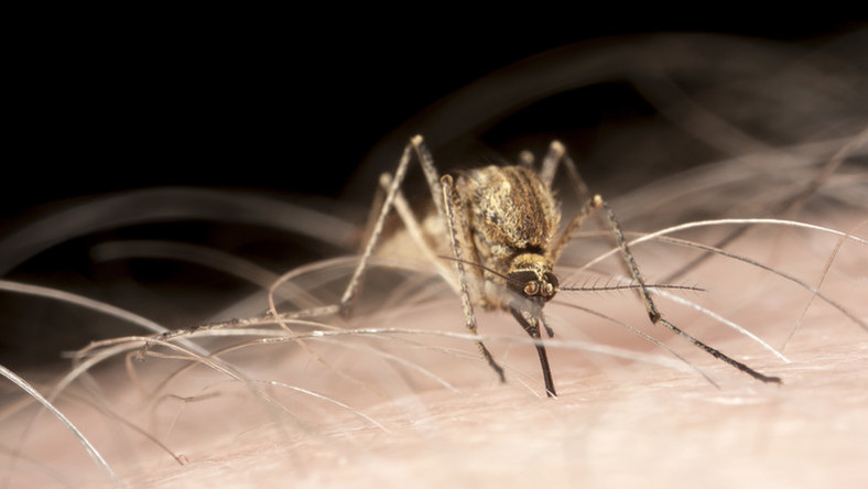 Miként védekezzünk a szúnyog invázió ellen?