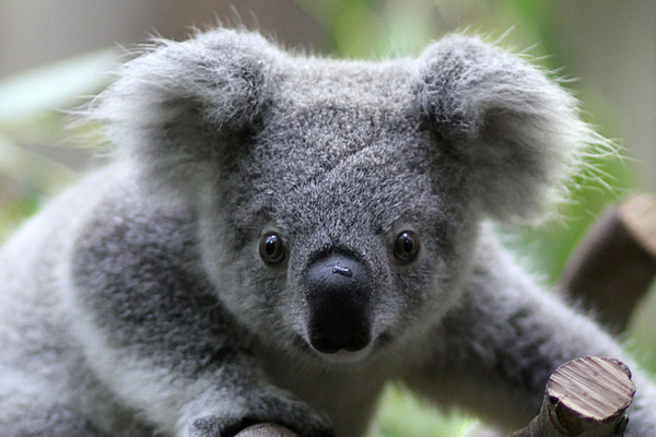 Döbbenetes dolgot művelt a besurranó koala egy ausztrál nő otthonában – videó