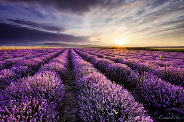 Virágba borultak Provence levendula mezői - nézd meg a videót te is!