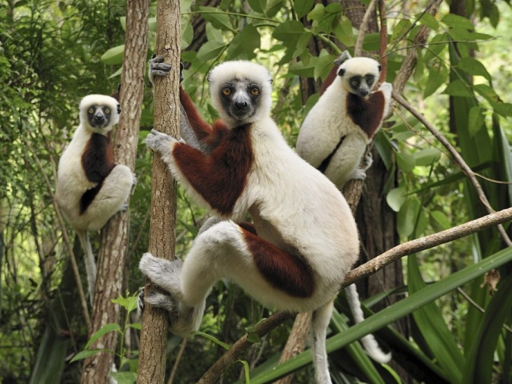 Egzotikus utazás - 10 program, amit nem szabad kihagyni Madagaszkárban