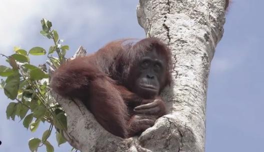 Szívszorító – így kapaszkodik az orángután az utolsó fába erdőirtás után