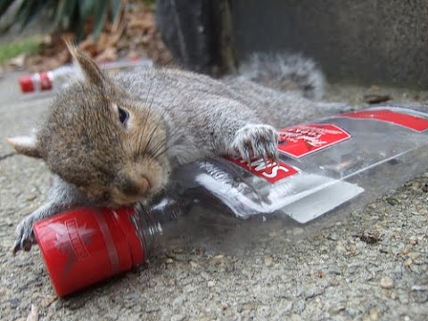 Videó a részeg mókusról - 100 ezer forintos kárt csinált