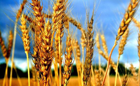 Agrárkamara: a gazdák elégedettek a gabonaterméssel