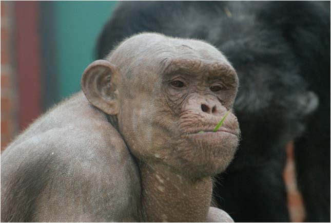 Rejtélyes módon elpusztult az angliai állatkert híres szőrtelen csimpánza