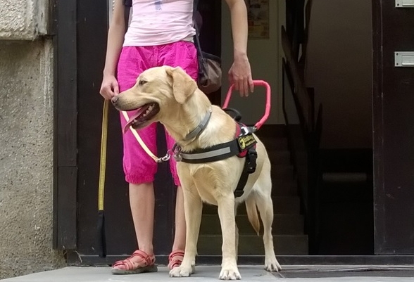 Vakvezető kutyája miatt egy pécsi kollégium sem fogadja a látássérült lányt