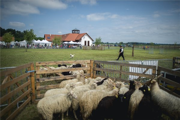 Pásztorkutyák terelőbajnoksága minősítő fordulója Szaporcán