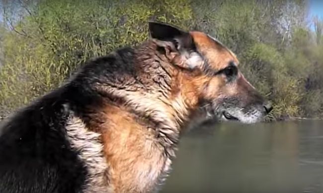 12 éves korában elment Negro, a miskolci speciális kereső kutya – videó