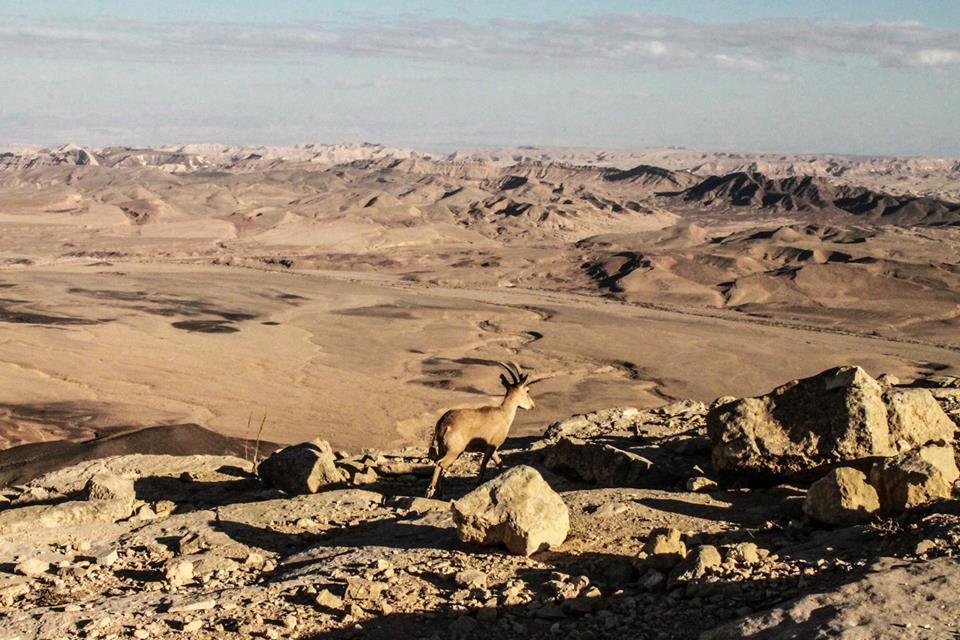 Ezerötszáz évvel ezelőtti istállóra bukkantak a Negev-sivatagban