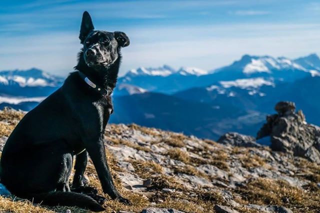 A Dunába dobta a vadász a francia túrázók lelőtt kutyáját