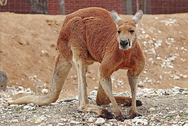 Kislányára rátámadó kenguruval verekedett meg a bátor anya