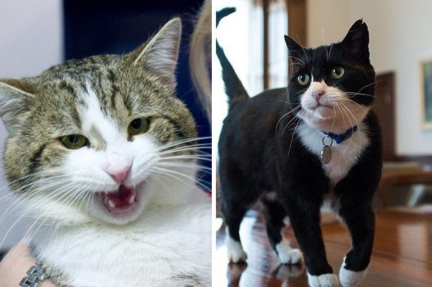 Britek főegerész macskája és a külügy cicája a sajtó előtt verekedtek össze