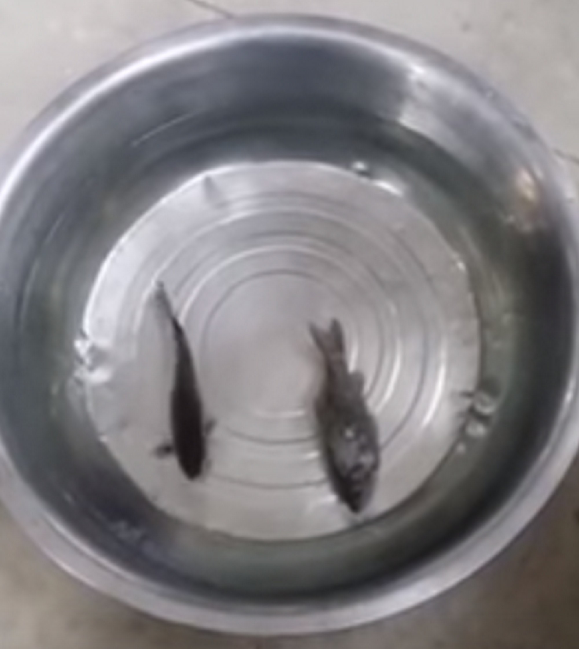 Életre kel a fagyasztott hal- videó
