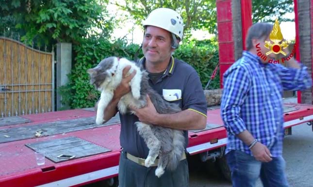 32 nappal a földrengés után élve találták meg a romok alatt lévő cicát