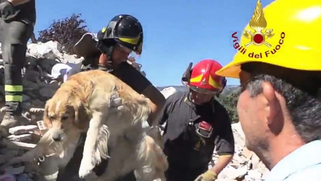 9 nappal a földrengés után mentették ki a kutyát a romok alól - videó