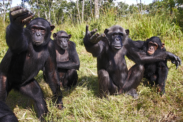 Először kapták lencsevégre, ahogy vadon élő csimpánzok eszközhasználatra tanítják a kölykeiket