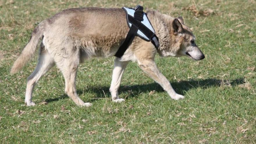 A kutatók érdeklődését is felkeltette a 26 éves magyar kutya titka