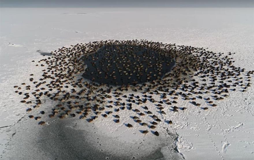 Vadkacsák csodája a balatoni jeges vízen – videó