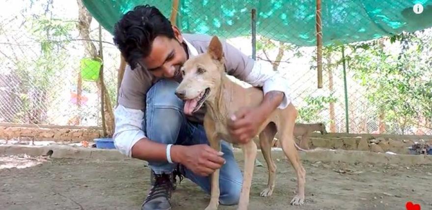 Múmiává aszalódott éhező kutyust mentettek meg az indiai állatvédők