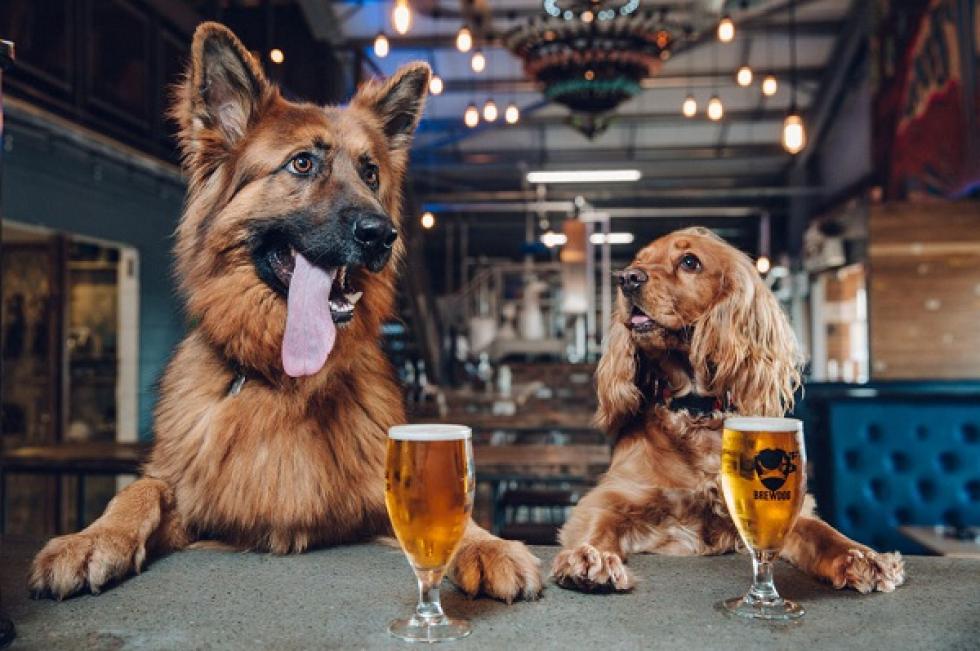 Egy sörfőzde egyhetes szabadságot ad annak a munkatársának, aki befogad egy kutyát