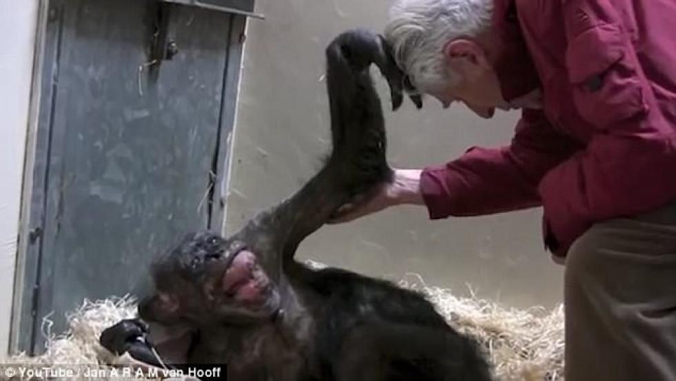 Utolsó nagy mosoly egy régi barátnak- megható pillanatok egy csimpánztól