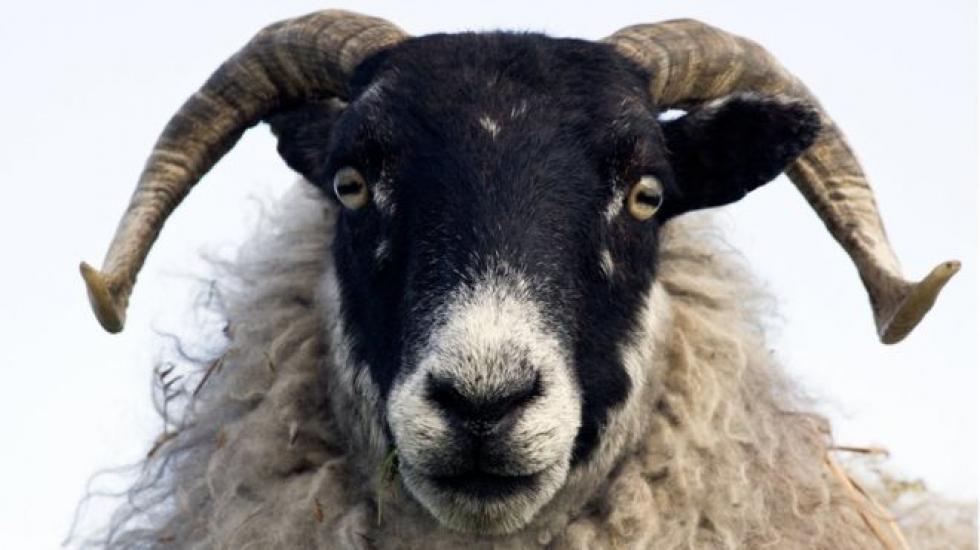 A juhok fotó alapján is képesek felismerni az emberi arcot