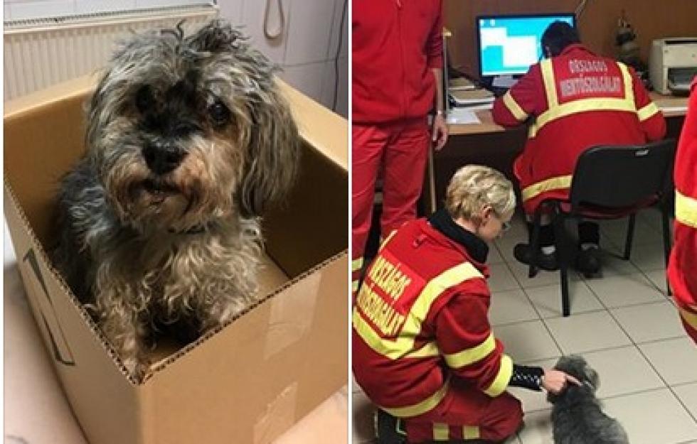 Pestszentlőrinci mentősökhöz menekült be az elcsavargott idős kutya