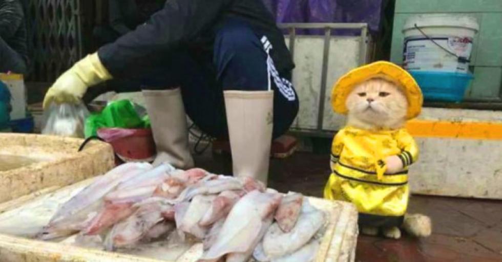 Utcai halárusként dolgozik egy cuki cica Vietnámban
