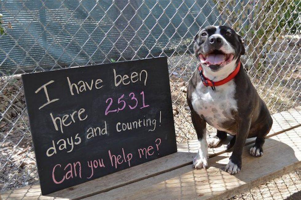 2531 napot várt a pitbull a menhelyen, hogy örökbe fogadják