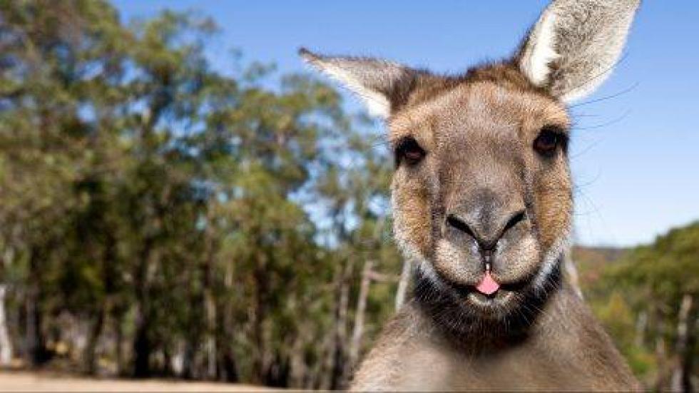 Ételfüggő kenguruk miatt vannak veszélyben a turisták Ausztráliában