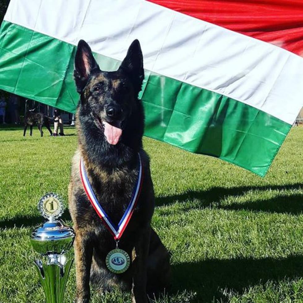Magyar kutya lett a legjobb a mentőkutyák világbajnokságán