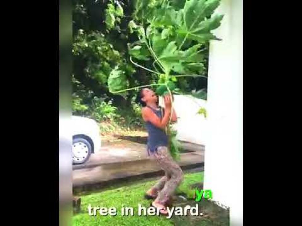 Életét kockáztatta a nő, hogy a tájfuntól védje meg szeretett papaya fáját