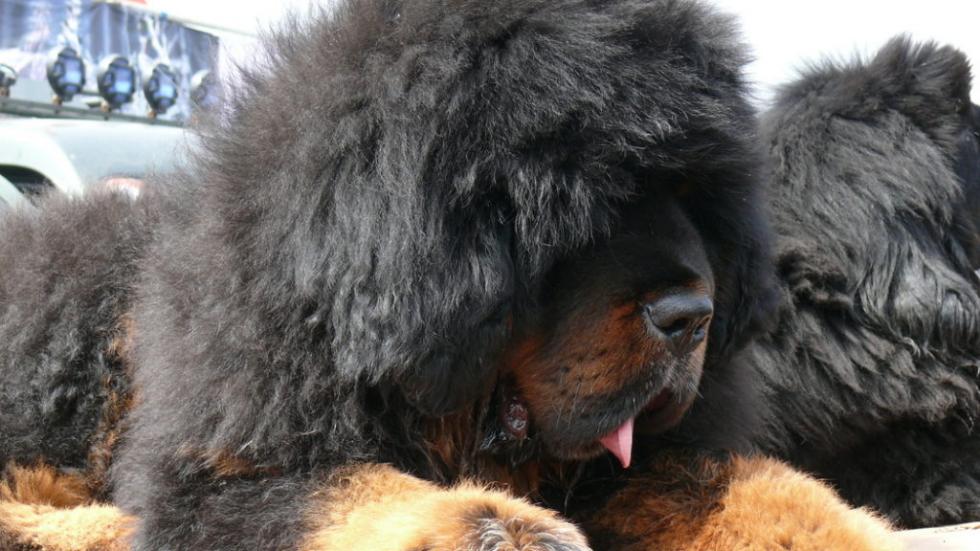 Két évig azt hitte a kínai család, hogy kutyát nevelnek otthonukban