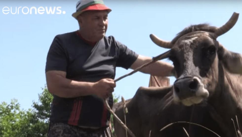 Elaltatásra ítéltek egy bolgár tehenet, mert elhagyta az unió területét