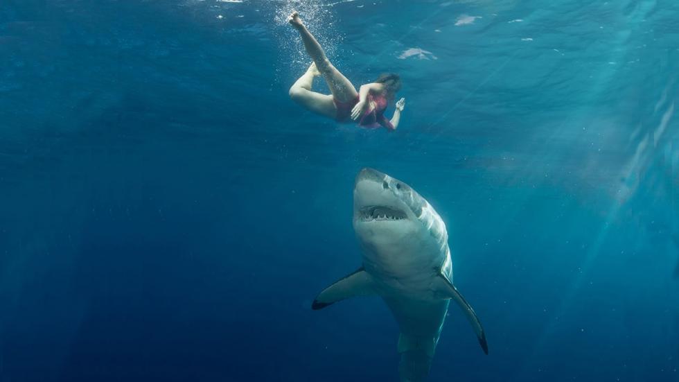 Hogyan éld túl a cápatámadást?