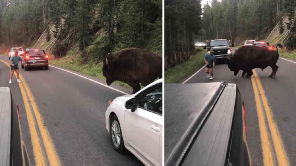 Bölénnyel kötekedett egy idióta férfi a Yellowstone-parkban