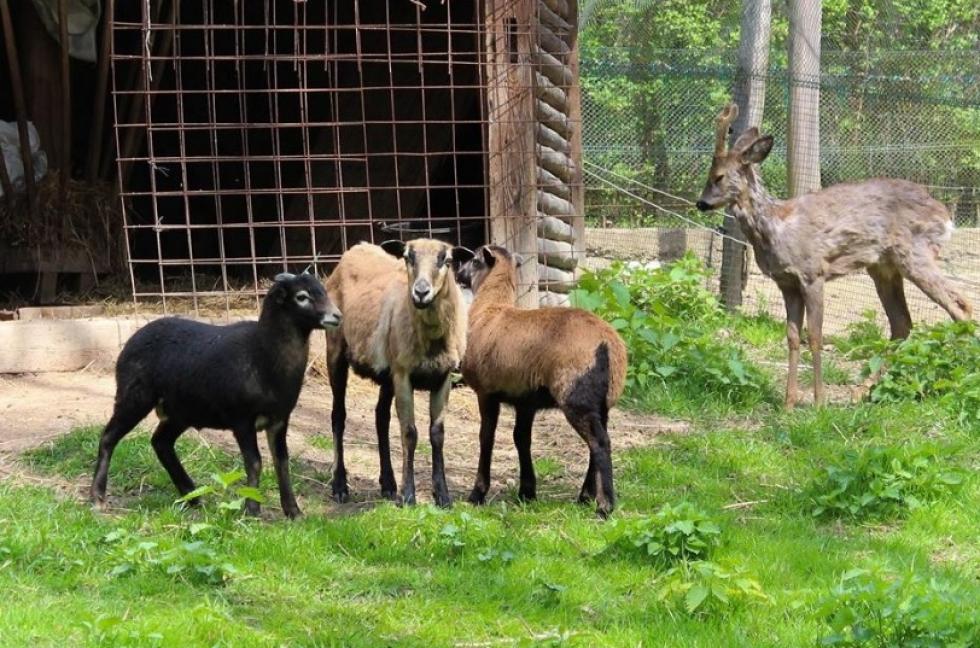 Szinte az összes állatot ellopták a parádfürdői mini állatkertből