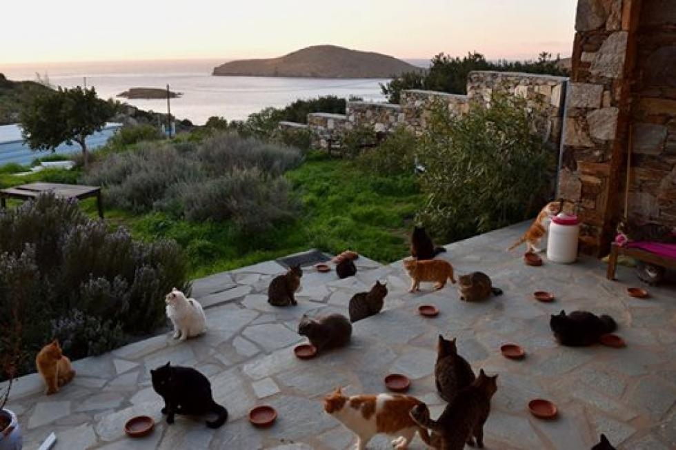 55 macskához keresnek cicasimogatót egy mesés görög szigetre