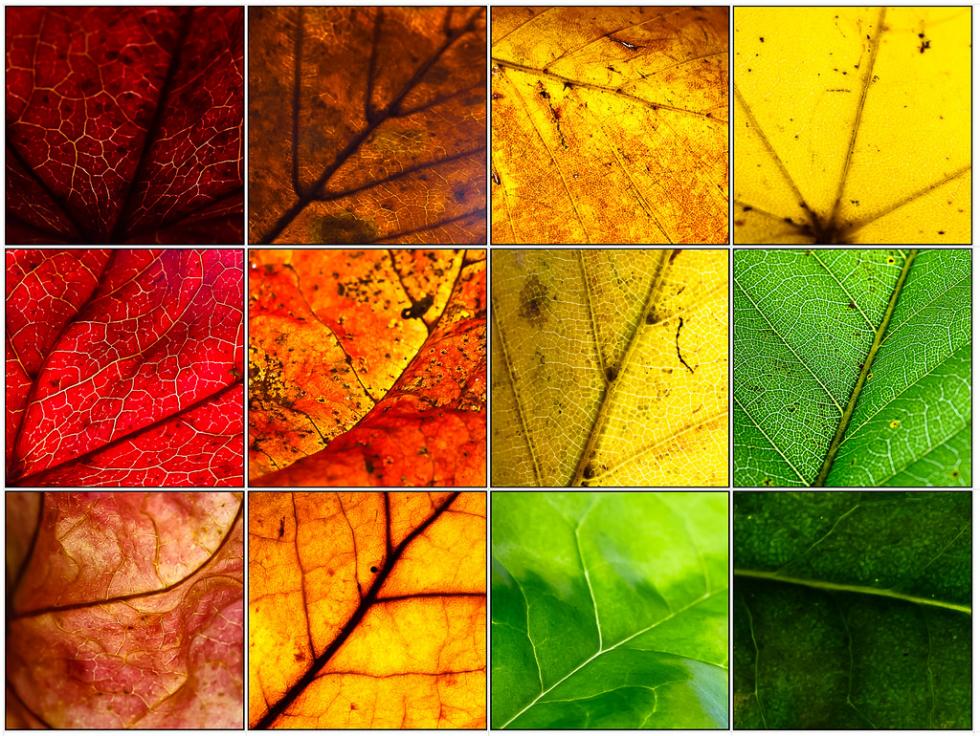 Ismerd meg a színtípusod! - Az ősz
