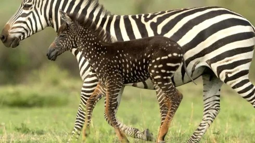 A zebrák csíkjai csak idővel jelennek meg