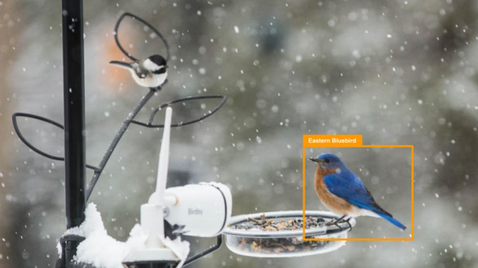 Birdsy: intelligens készülék madárkedvelőknek