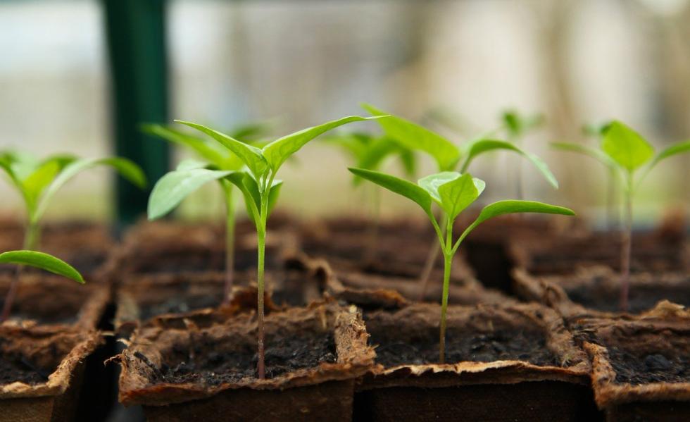 Palántanevelés - Útmutató kezdő kertészek számára