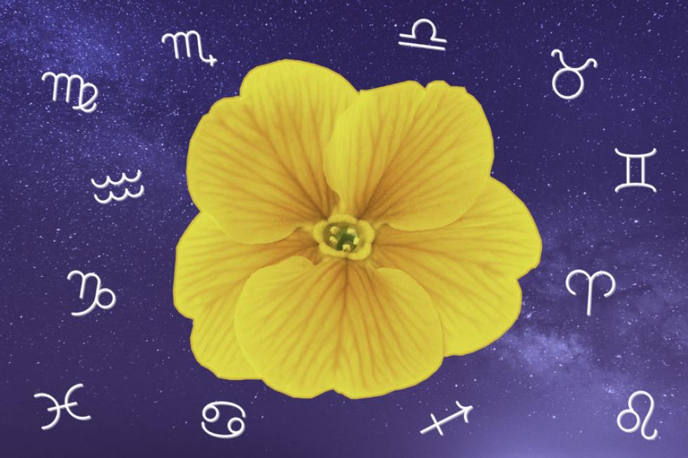 Havi horoszkóp (augusztus)