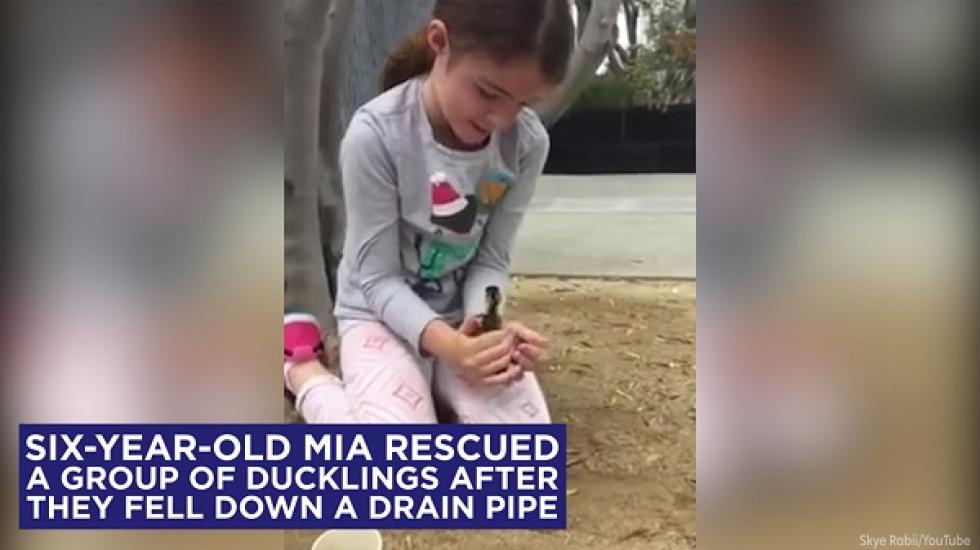 6 éves kislány mentette meg a kiskacsákat