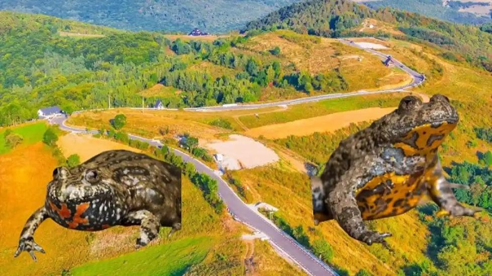 Ki kell javítani Erdély legdrágább és leglátványosabb panorámaútját, mert halálcsapda lett a békáknak