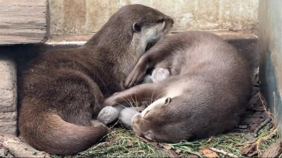 Ázsiai kiskarmú vidrák születtek a Nyíregyházi Állatparkban