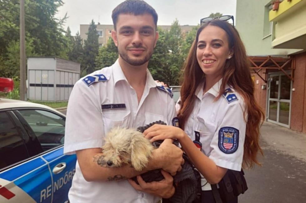 Kiskutya életét mentették meg