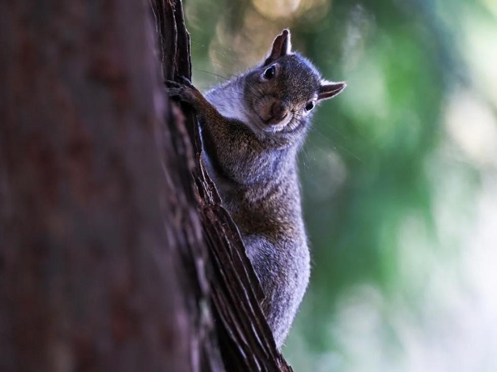 Majdnem embert ölt egy mókus